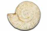 Jurassic Ammonite (Perisphinctes) Fossil - Madagascar #337690-1